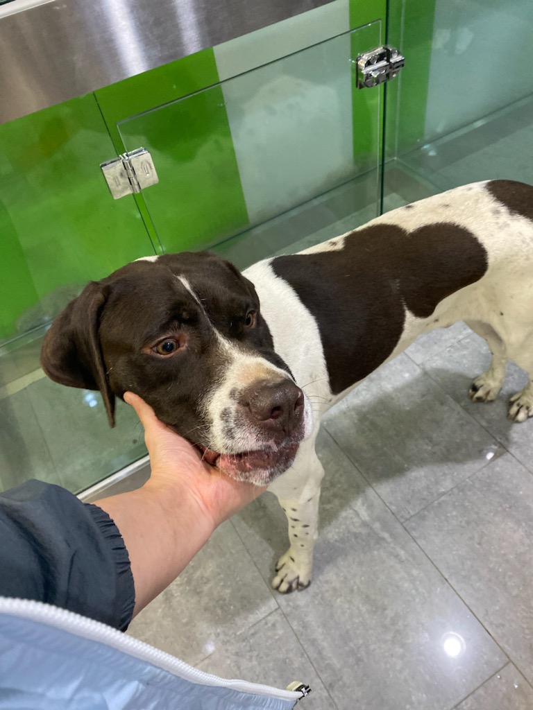 펫앤쉘터동물병원_441378202300893